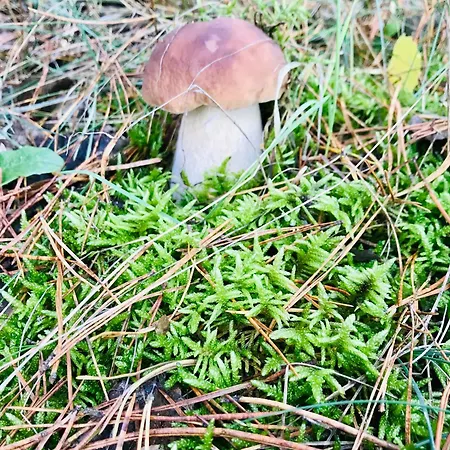 Urlaub Am Plätlinsee - Haus Elisa Wustrow (Mecklenburg-Strelitz)